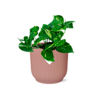 Productfoto van Epipremnum Pinnatum ‘Aureum’ in ELHO Vibes Fold 14cm roze