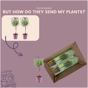 Lavandula stoechas Anouk® op stam