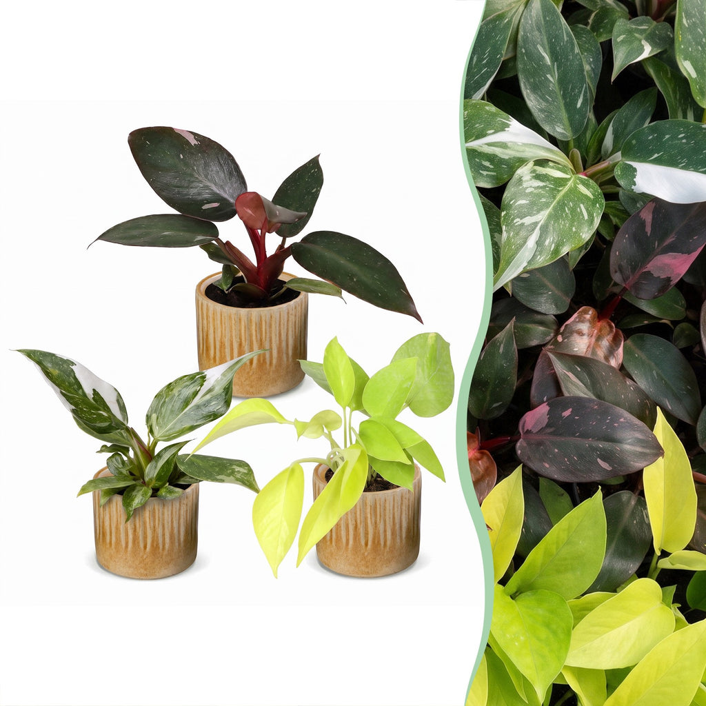 3x Baby Philodendron Tricolour