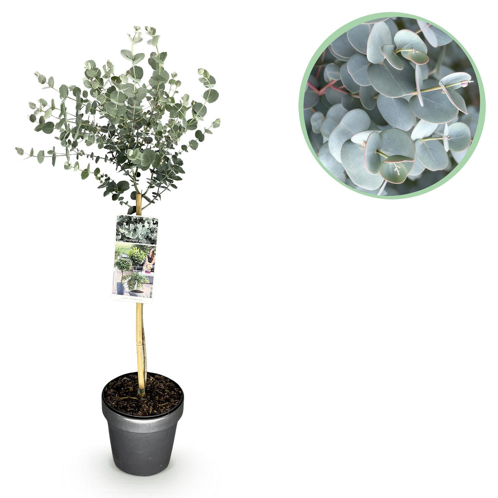 Eucalyptus gunni Azure, detail van het blad
