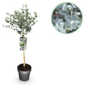 Eucalyptus gunni Azure, detail van het blad