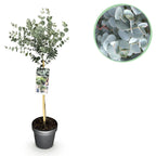 Eucalyptus gunni Azure, detail van het blad