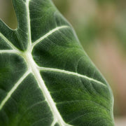Olifantsoor (Alocasia Frydek) met witte pot