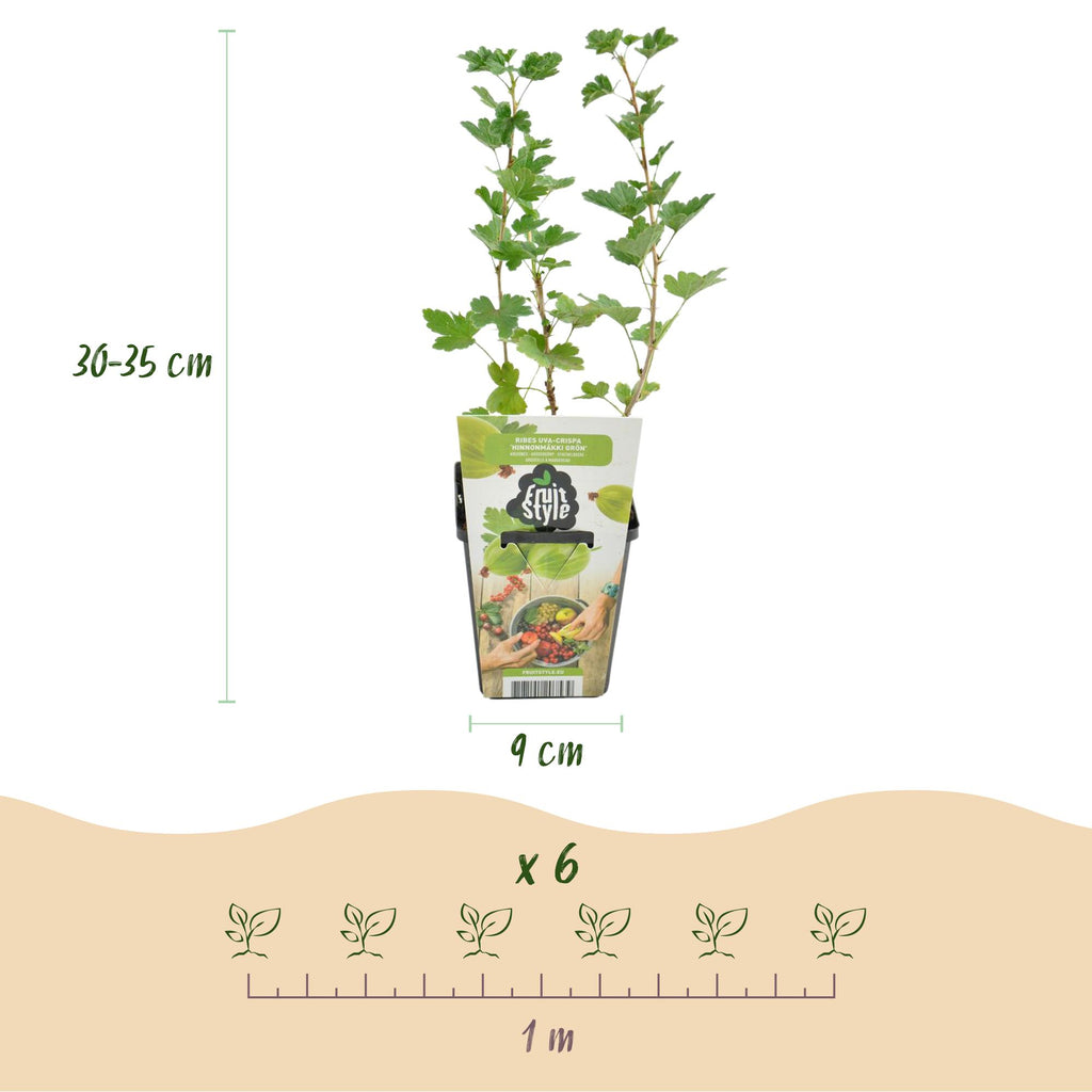 Kruisbes Ribes uva-crispa Hinnomäki Grün, kenmerkend blad