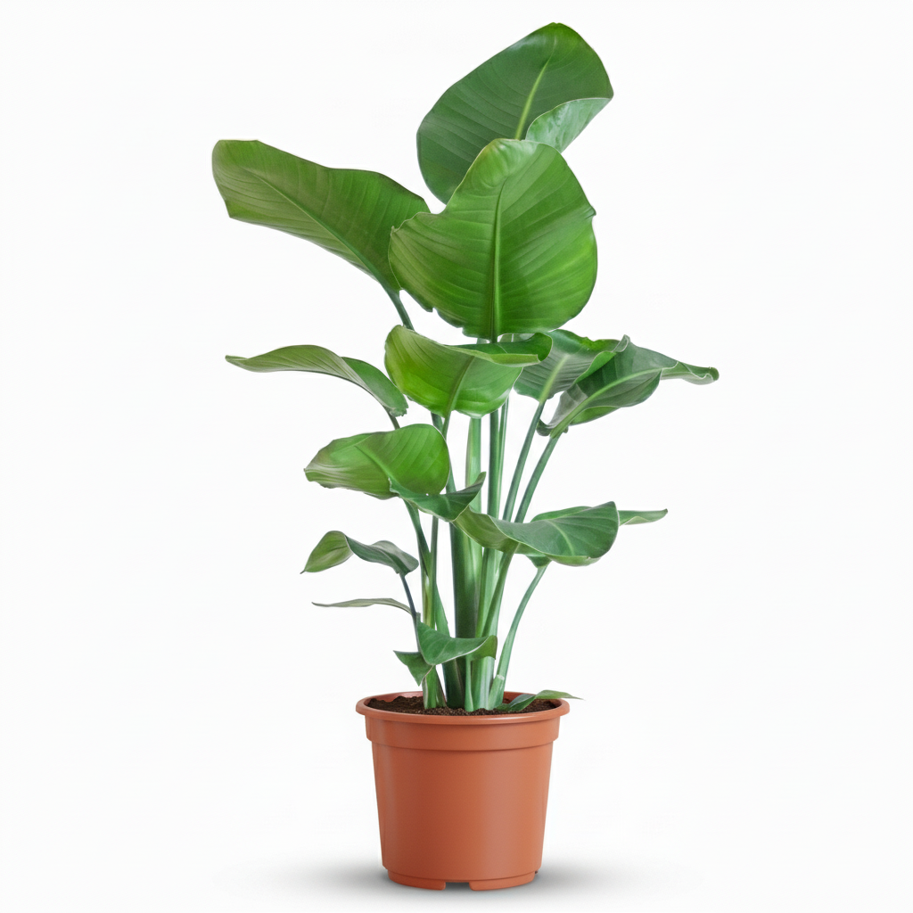 Paradijsvogelplant, groene bladeren