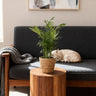 Chamaedorea elegans met mand