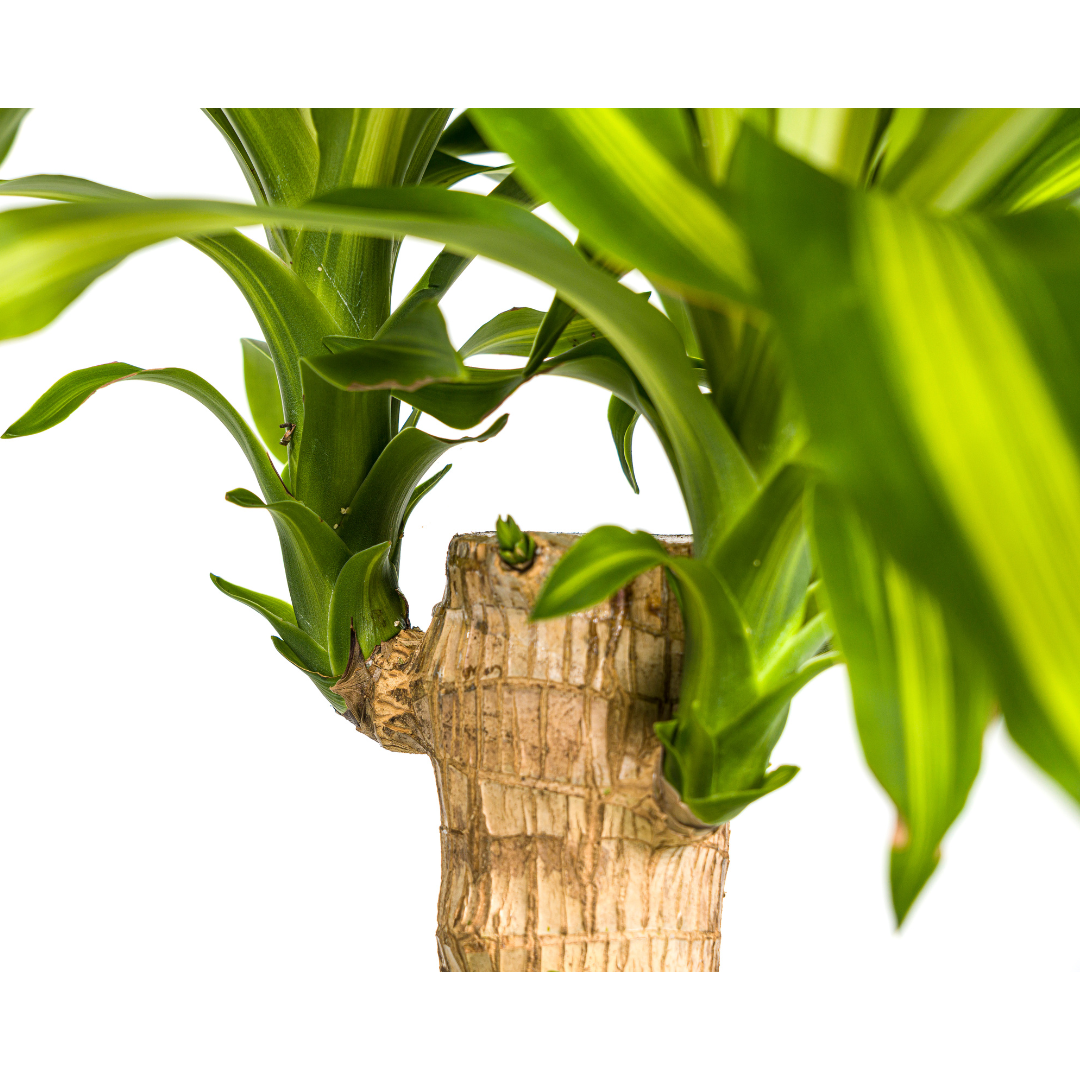 Dracaena Fragrans Massangeana, detail van het blad