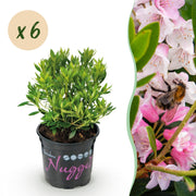 Bloeiende buxusvervanger Bloombux Light Pink (6x)