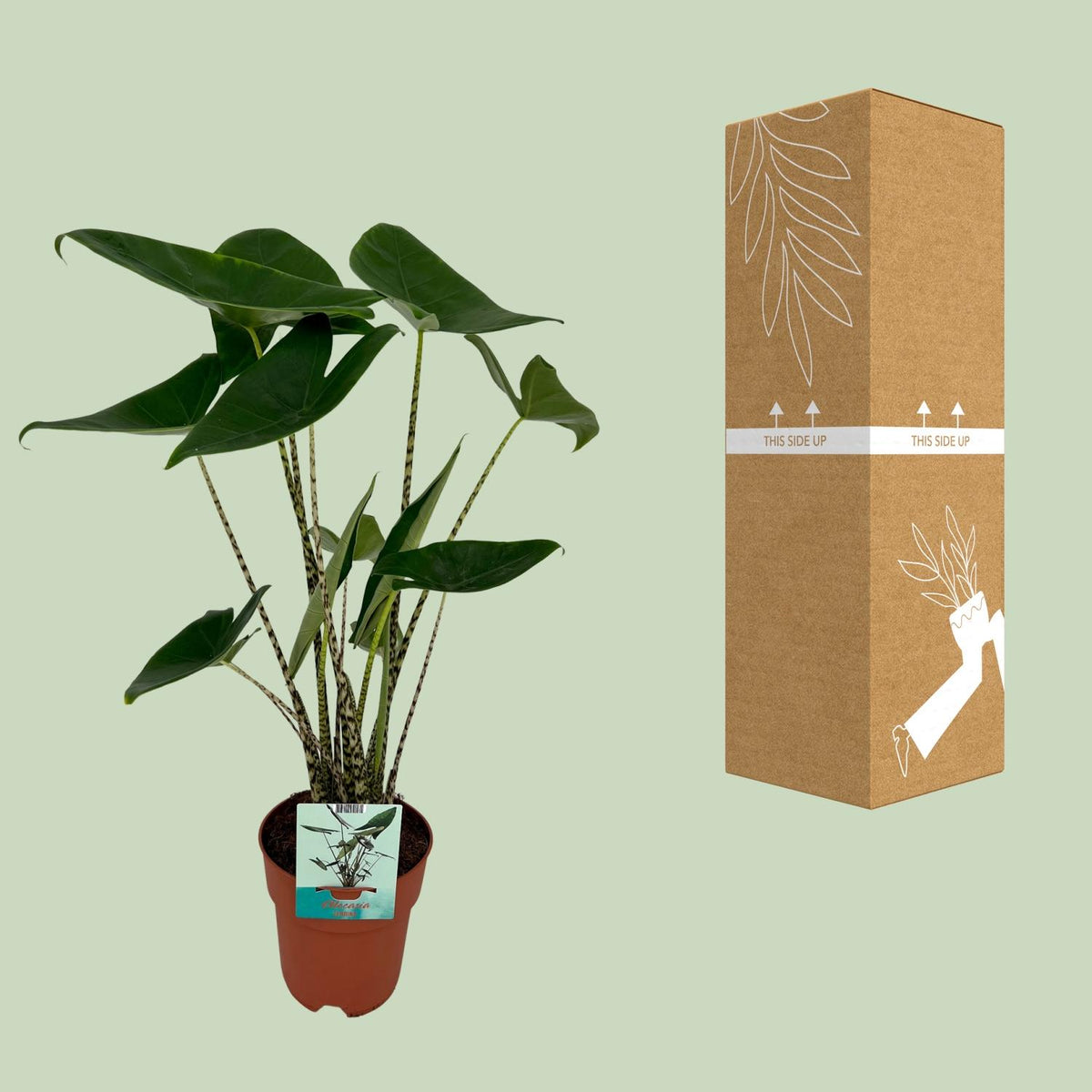 Alocasia Zebrina - Olifantsoor, kenmerkend blad