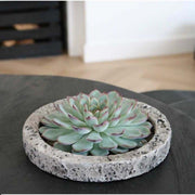 ROOTLESS Succulent Echeveria Lilacina in schaal &