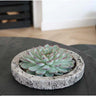 ROOTLESS Succulent Echeveria Lilacina in schaal 'Concrete'
