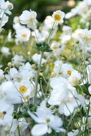 Anemone hyb. &
