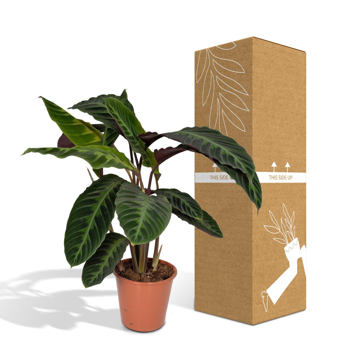 Calathea Warscewiczii - Pauwenplant, kenmerkend blad
