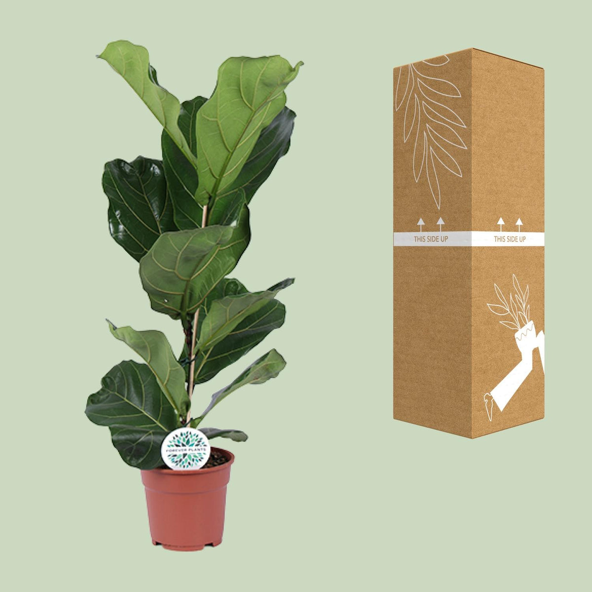 Ficus Lyrata, kenmerkend blad