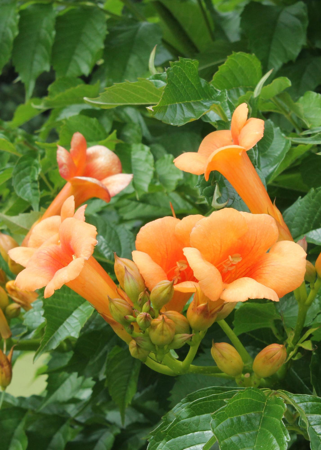 Detailfoto van Campsis Indian Summer - Trompetbloem Oranje