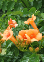 Detailfoto van Campsis Indian Summer - Trompetbloem Oranje