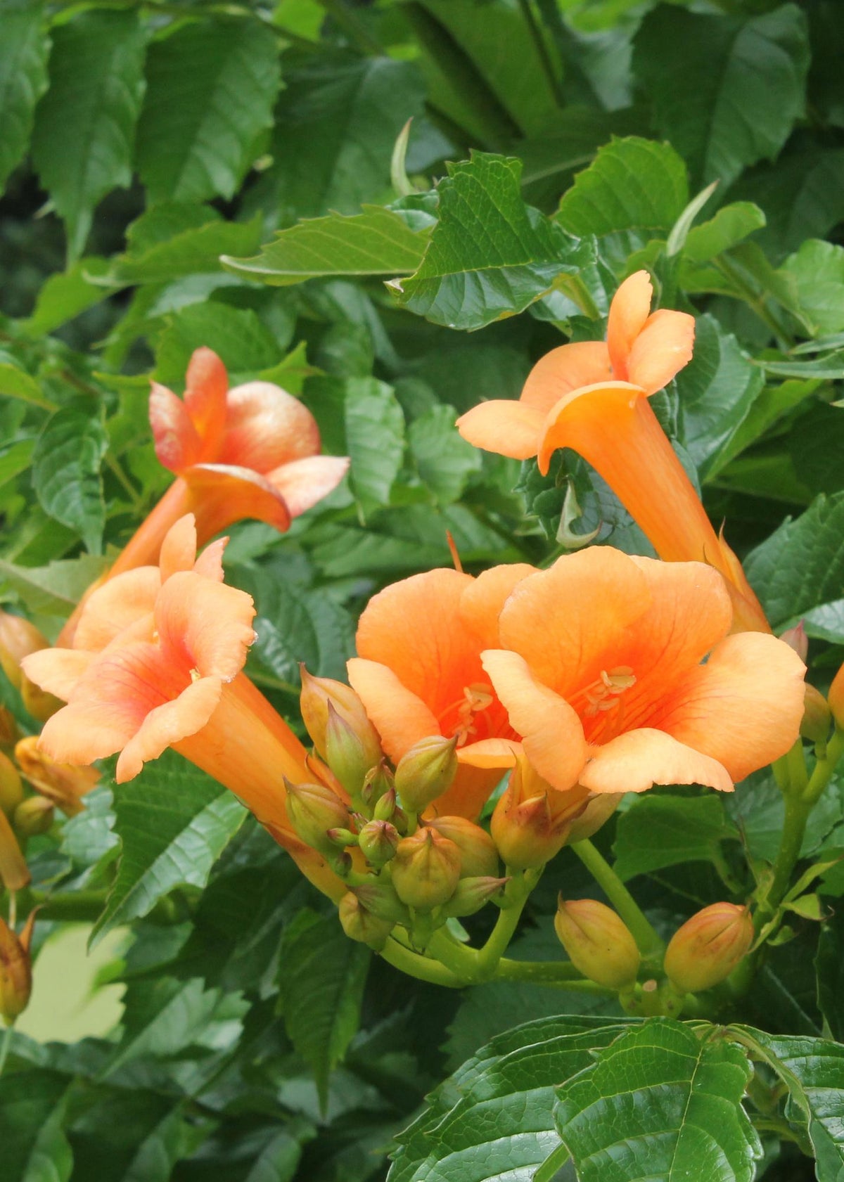 Detailfoto van Campsis Indian Summer - Trompetbloem Oranje