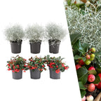 Productafbeelding van Pureplant