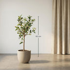Olijfboom in pot, decoratieve plant