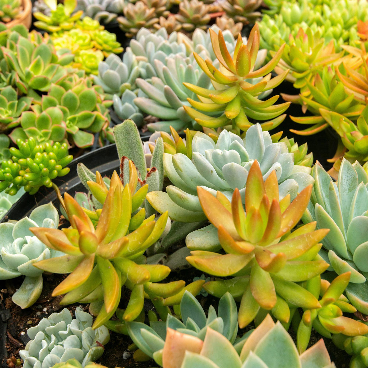 Rotsplanten mix - 8 stuks, plant in pot