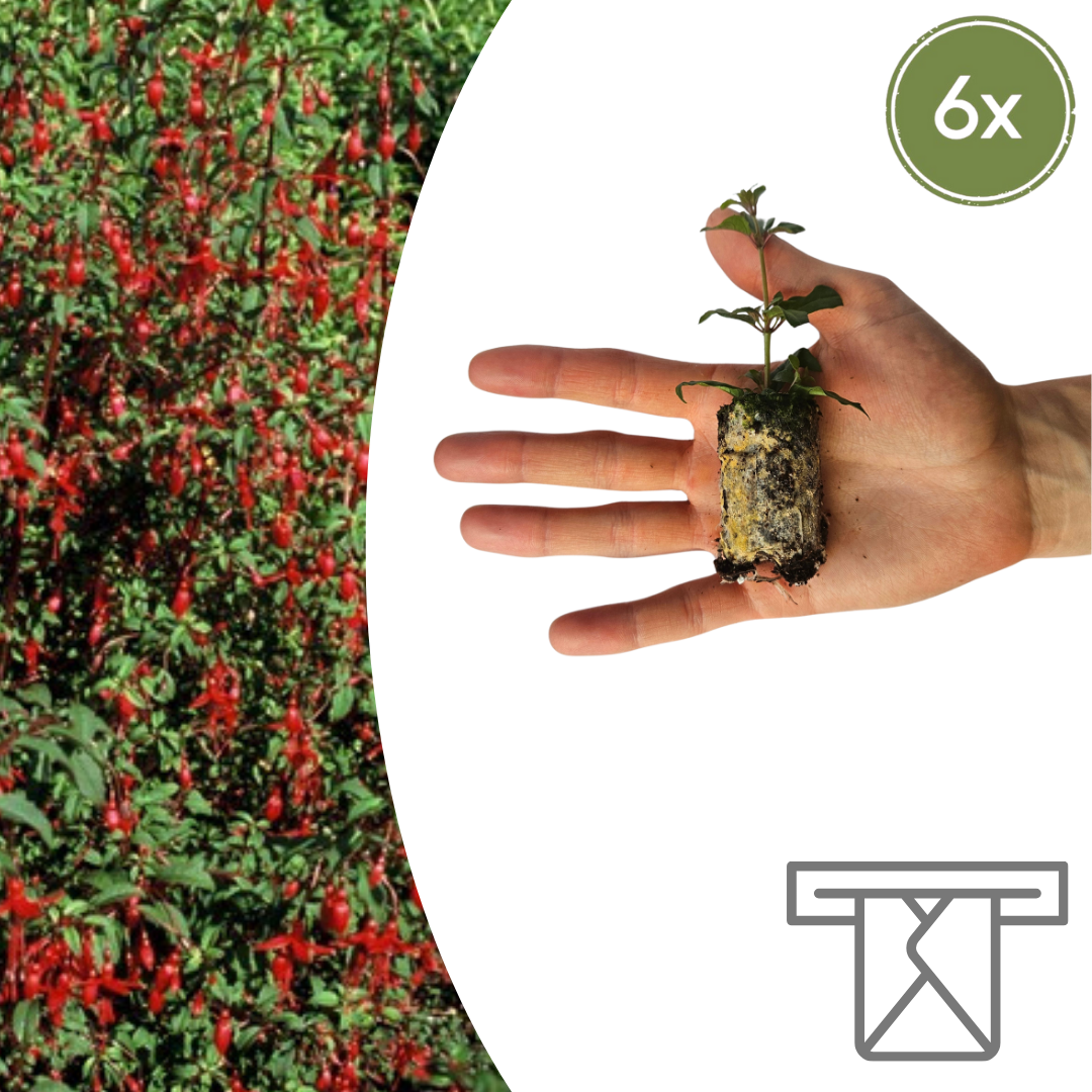 Fuchsia – 6 Pluggen | Kweek & Geniet van een Kleurrijke Tuin, detail van het blad