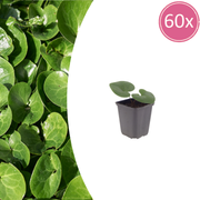 Asarum europaeum