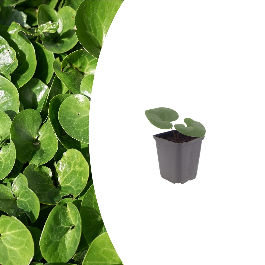 Asarum europaeum, detail van het blad