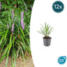12x Liriope muscari 'Ingwersen'