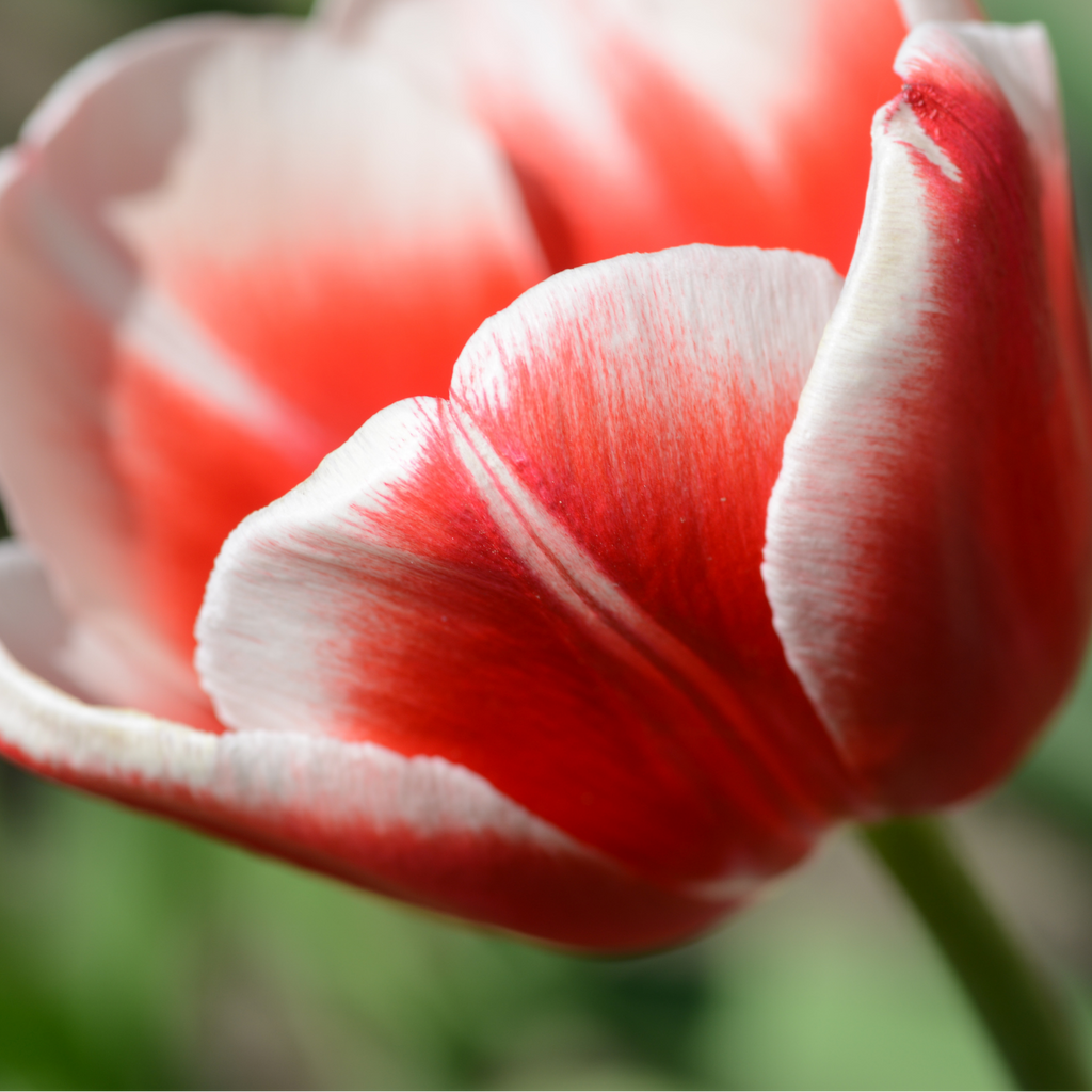 Productafbeelding van Pureplant