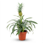 Ananasplant Mi Amigo, detail van het blad
