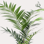 Kunstplant - Kentia -Kentiapalm, detail van het blad