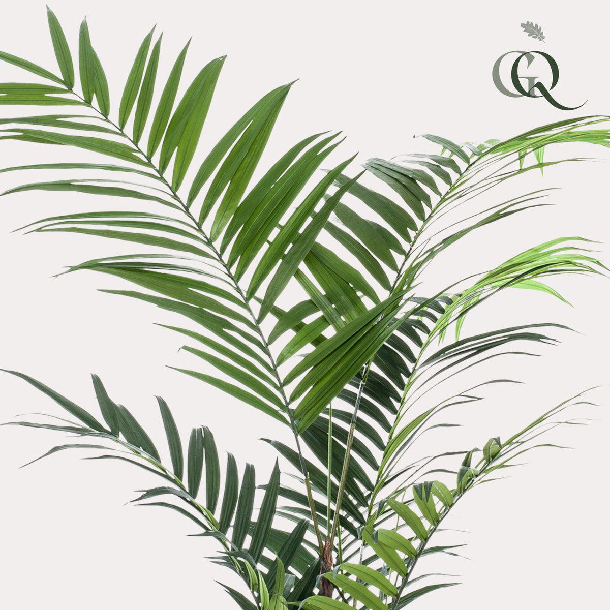 Kunstplant - Kentia -Kentiapalm, detail van het blad