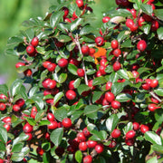 Cotoneaster dammeri