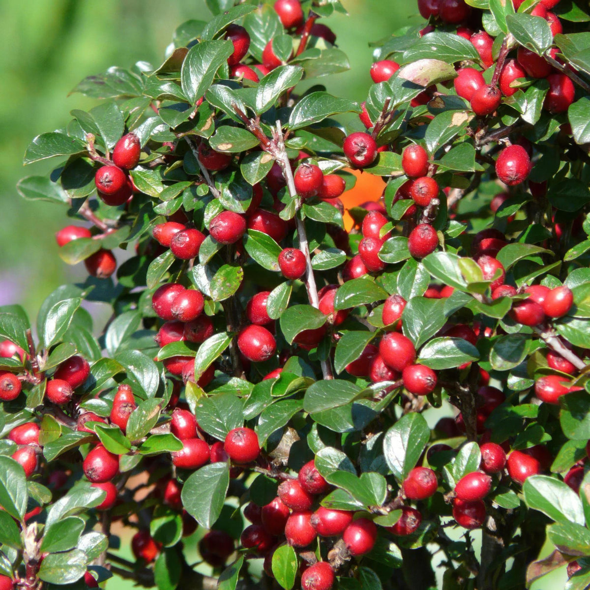 Cotoneaster dammeri, detail van het blad