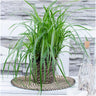 6 x Carex morrowi 'Ice Dance'