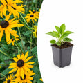 Rudbeckia fulgida 'Goldsturm', plant in pot