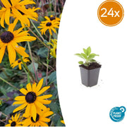 24x Rudbeckia fulgida &