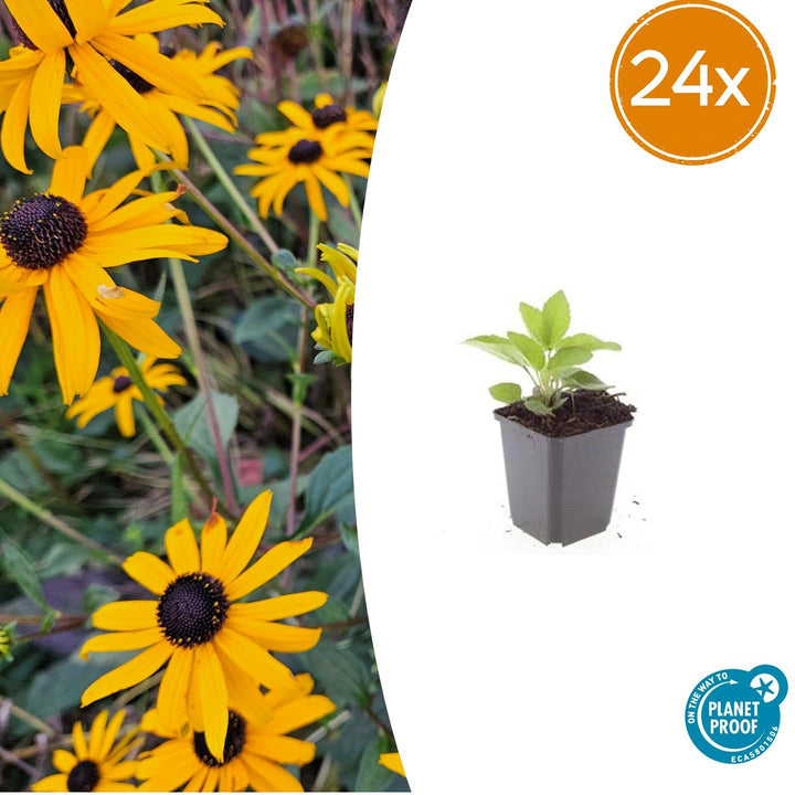 24x Rudbeckia fulgida &