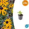 24x Rudbeckia fulgida 'Goldsturm'