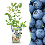 Blauwe bes Vaccinium corymbosum Bluegold, gezonde plant