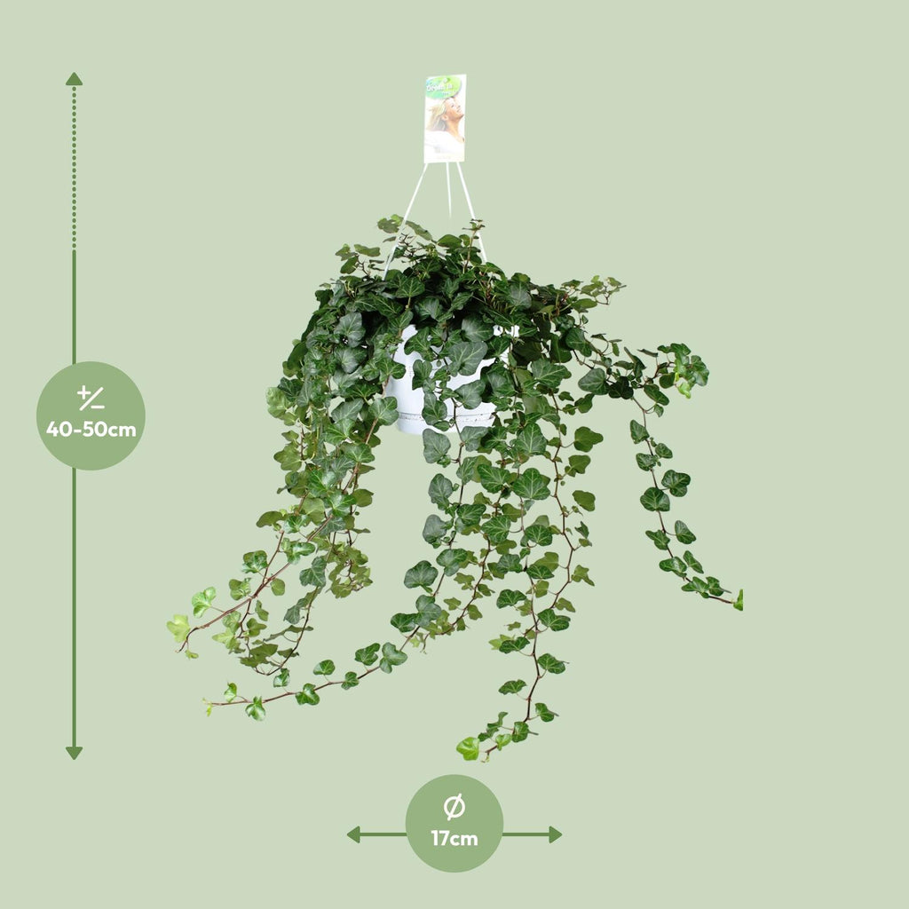 Detailfoto van Hedera Wonder Green