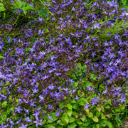 Campanula poscharskyana
