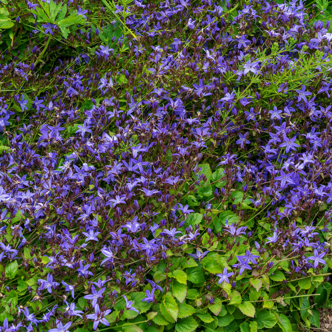 Campanula poscharskyana, compacte plant