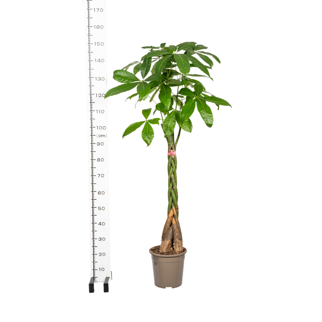 Pachira Aquatica met mand, groeiwijze van de plant