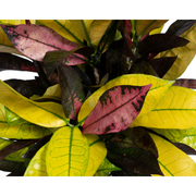 Codiaeum &