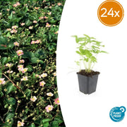 Fragaria vesca