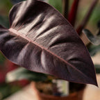Philodendron Imperial Red, groene bladeren