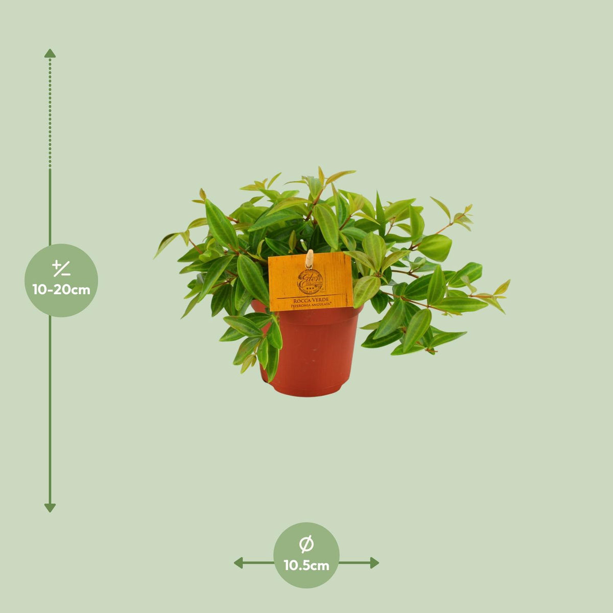 Detailfoto van Peperomia Ang. Rocca Vivace