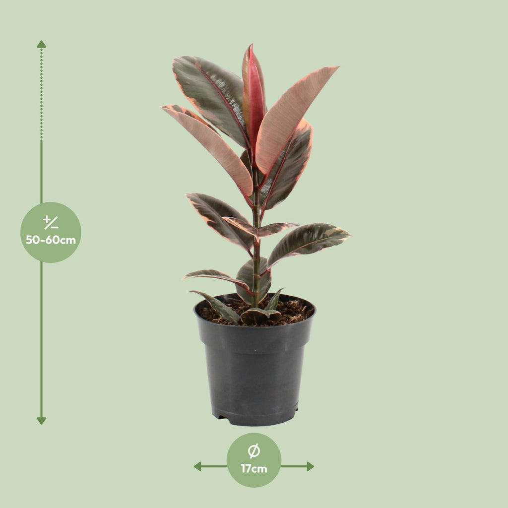 Detailfoto van Ficus Elastica Belize