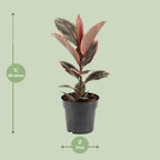 Detailfoto van Ficus Elastica Belize